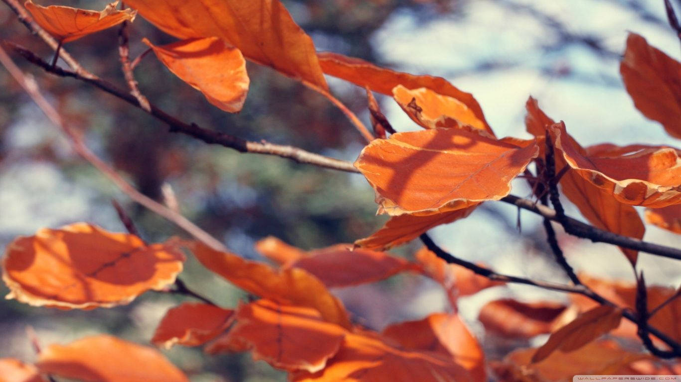 September In November - Autumn Still Alive Wallpaper