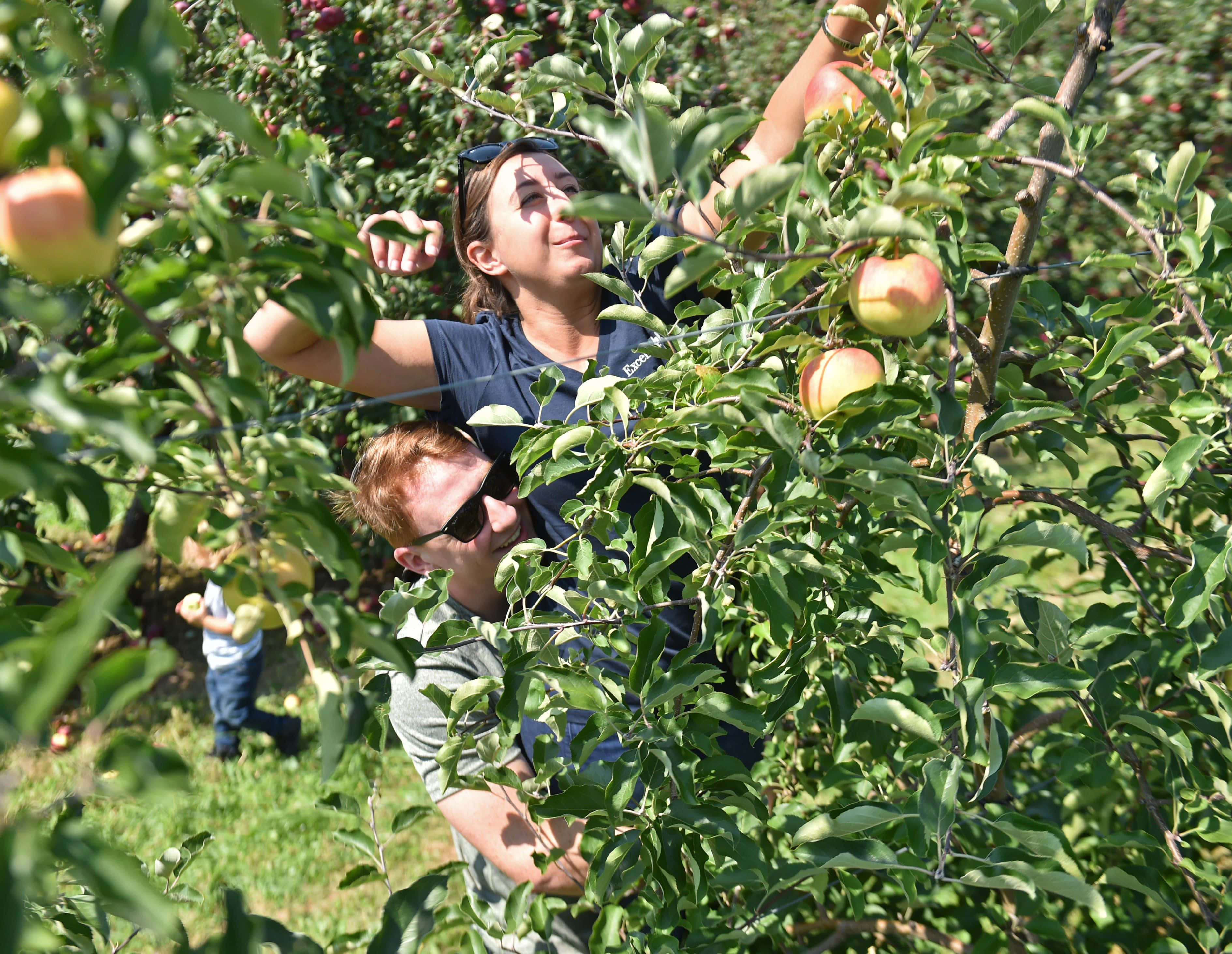 Serene Afternoon In An Apple Orchard Wallpaper