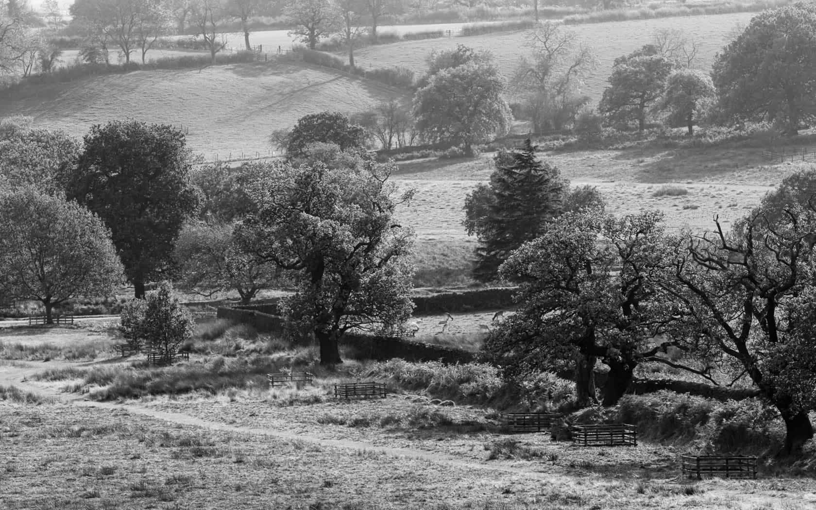 Serene Black And White Landscape Wallpaper