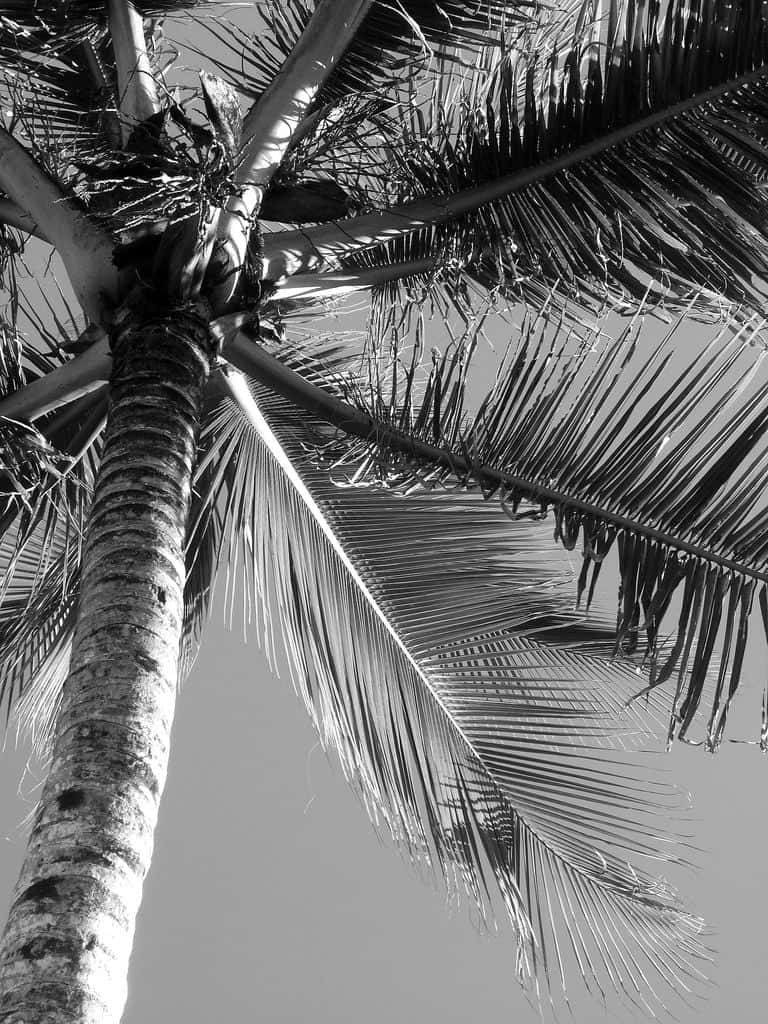 Serene Black And White Palm Tree On Beach Wallpaper