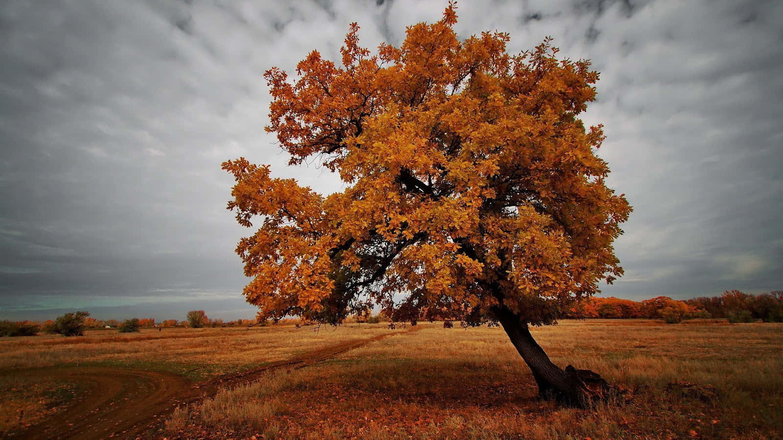 Serene Brown Autumn Forest Wallpaper