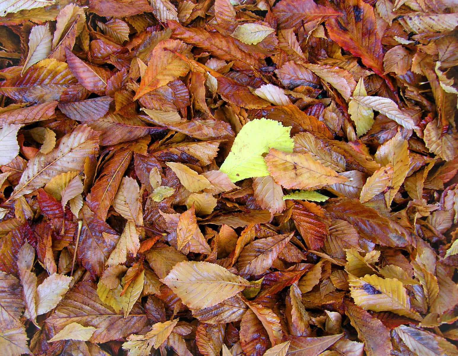 Serene Brown Autumn Landscape Wallpaper