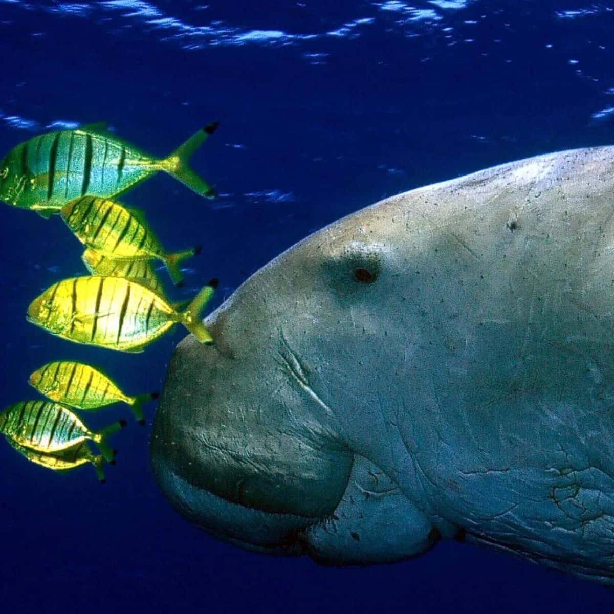 Serene Dugong Swimming In Crystal Clear Water Wallpaper