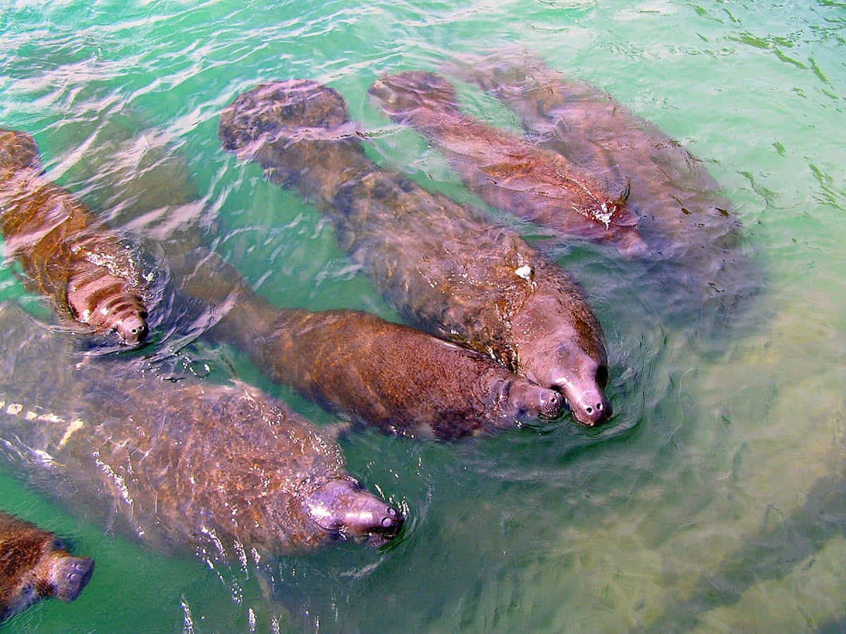 Serene Manatee Swimming In Crystal Clear Water Wallpaper