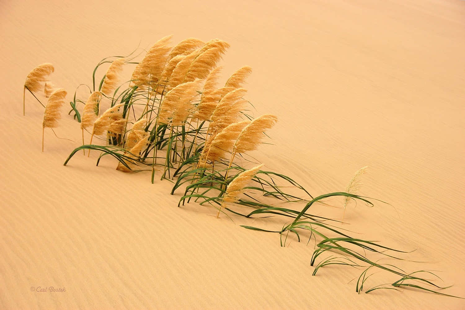 Serene Pampas Grass Set Against A Golden Sunset Wallpaper