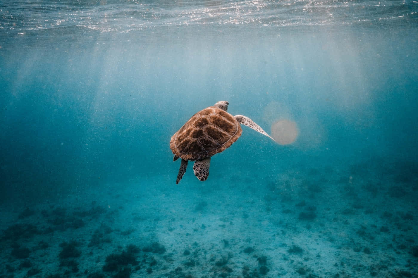 Serene Sea Turtle Swimming Wallpaper