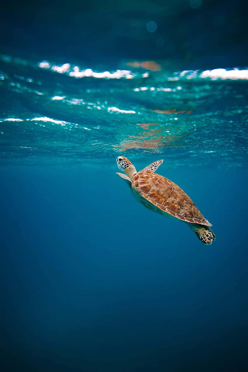 Serene Sea Turtle Swimming Wallpaper