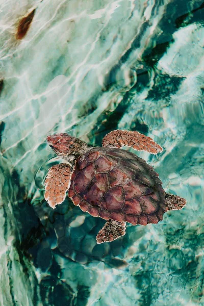 Serene_ Sea_ Turtle_ Swimming.jpg Wallpaper