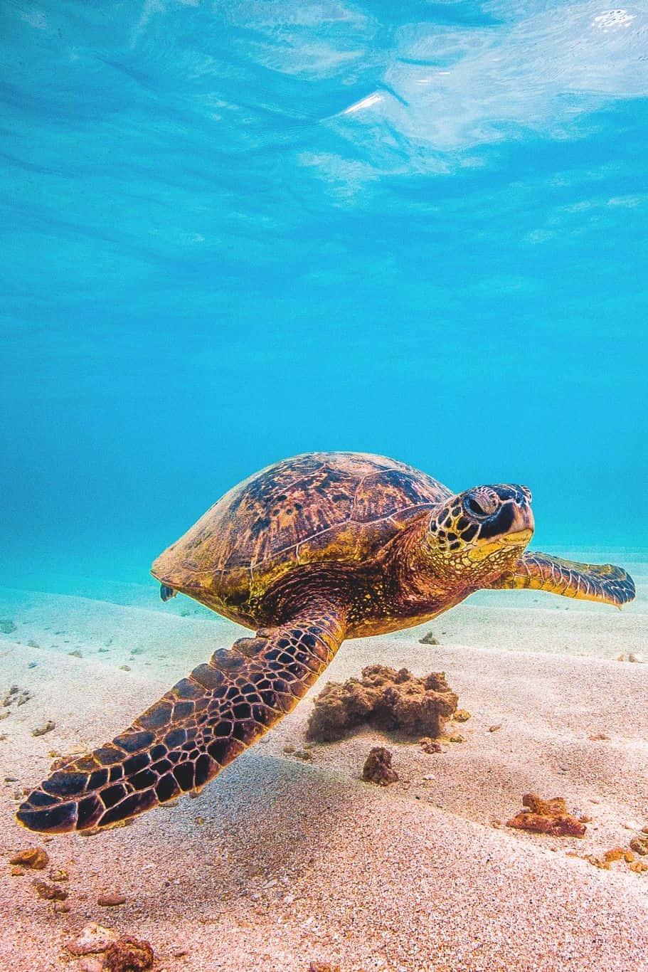 Serene Sea Turtle Swimming Wallpaper