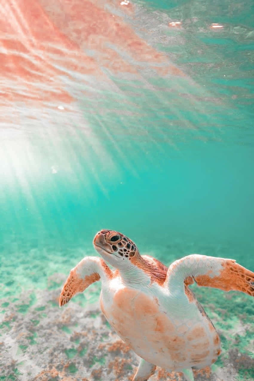 Serene Sea Turtle Swimming Wallpaper