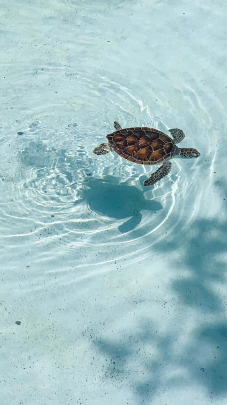 Serene Sea Turtle Swimming Wallpaper