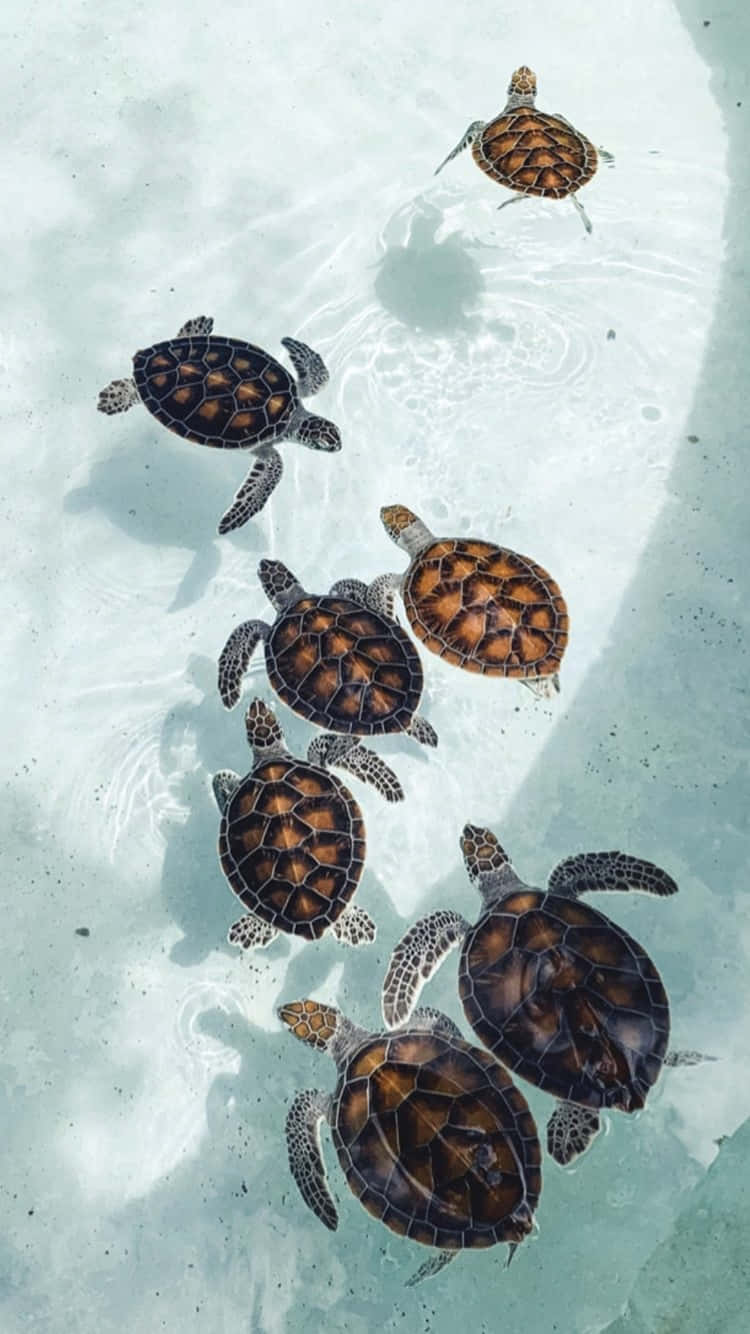 Serene_ Sea_ Turtles_ Gathering.jpg Wallpaper