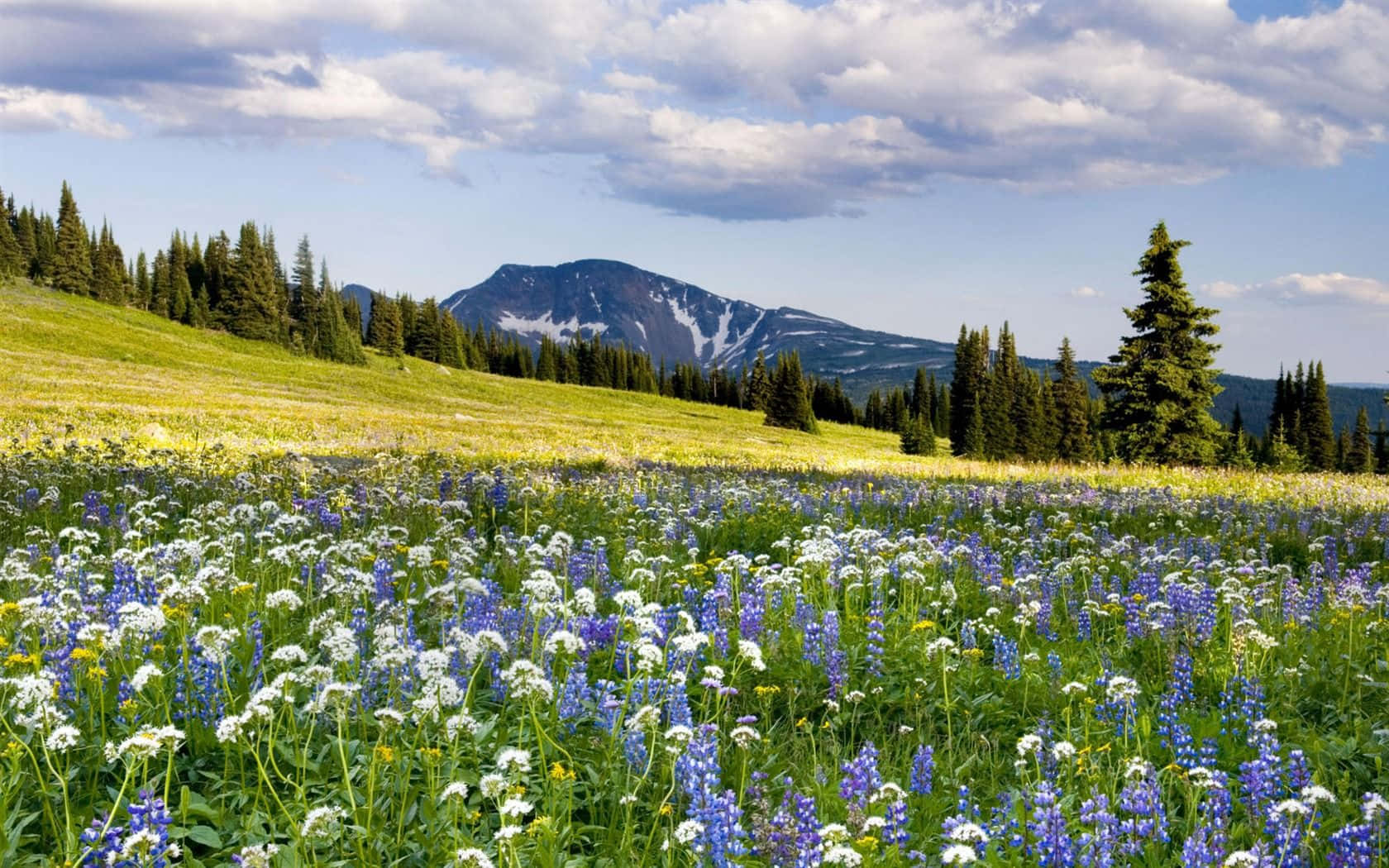 Serene Spring Landscape In Full Bloom Wallpaper