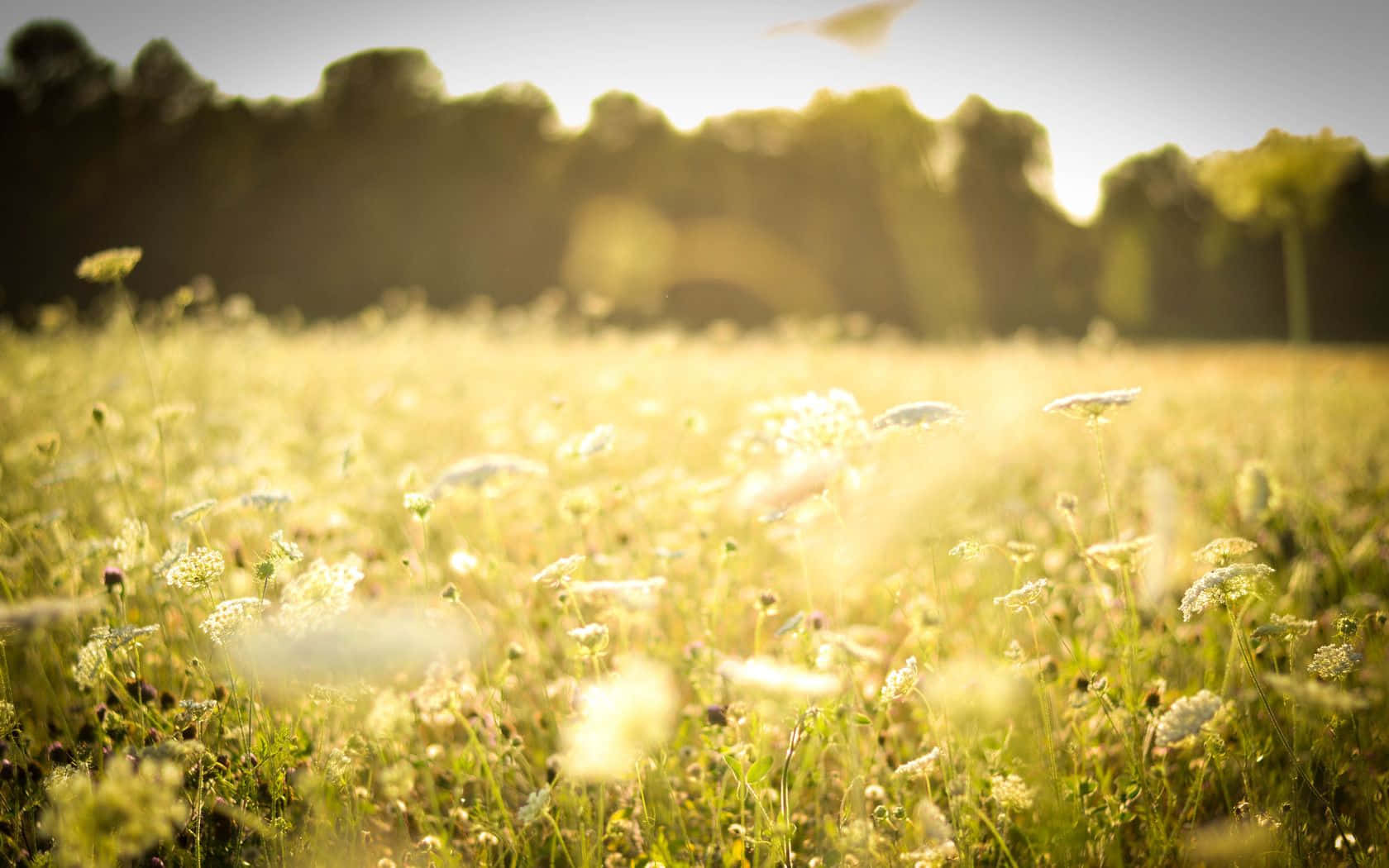 Serene Spring Meadow Wallpaper