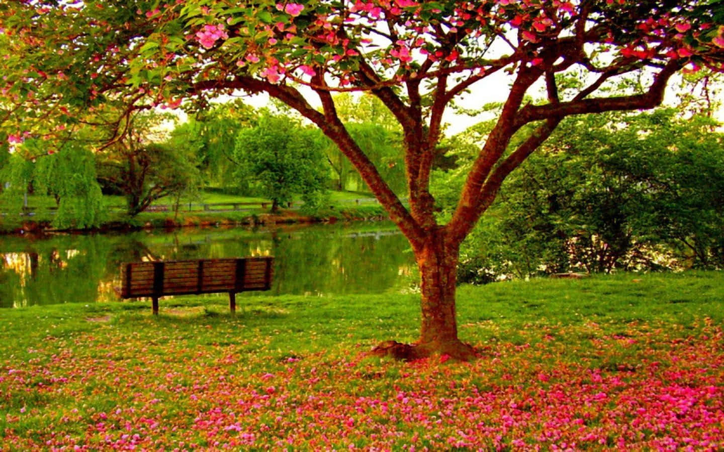 Serene Spring Park Wallpaper