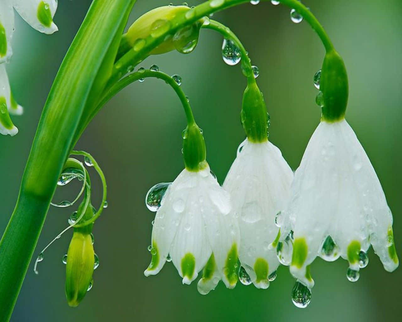 Serene Spring Showers Wallpaper