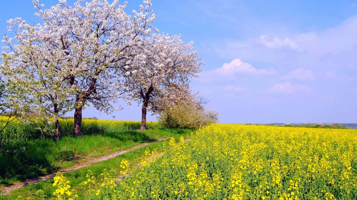 Serene Spring Sky Wallpaper