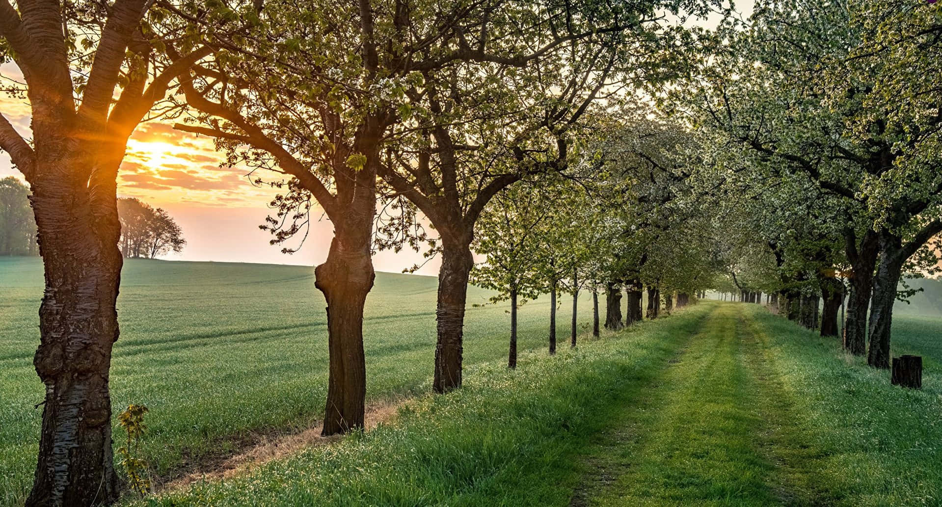 Serene Spring Sunrise Over Blossoming Fields Wallpaper