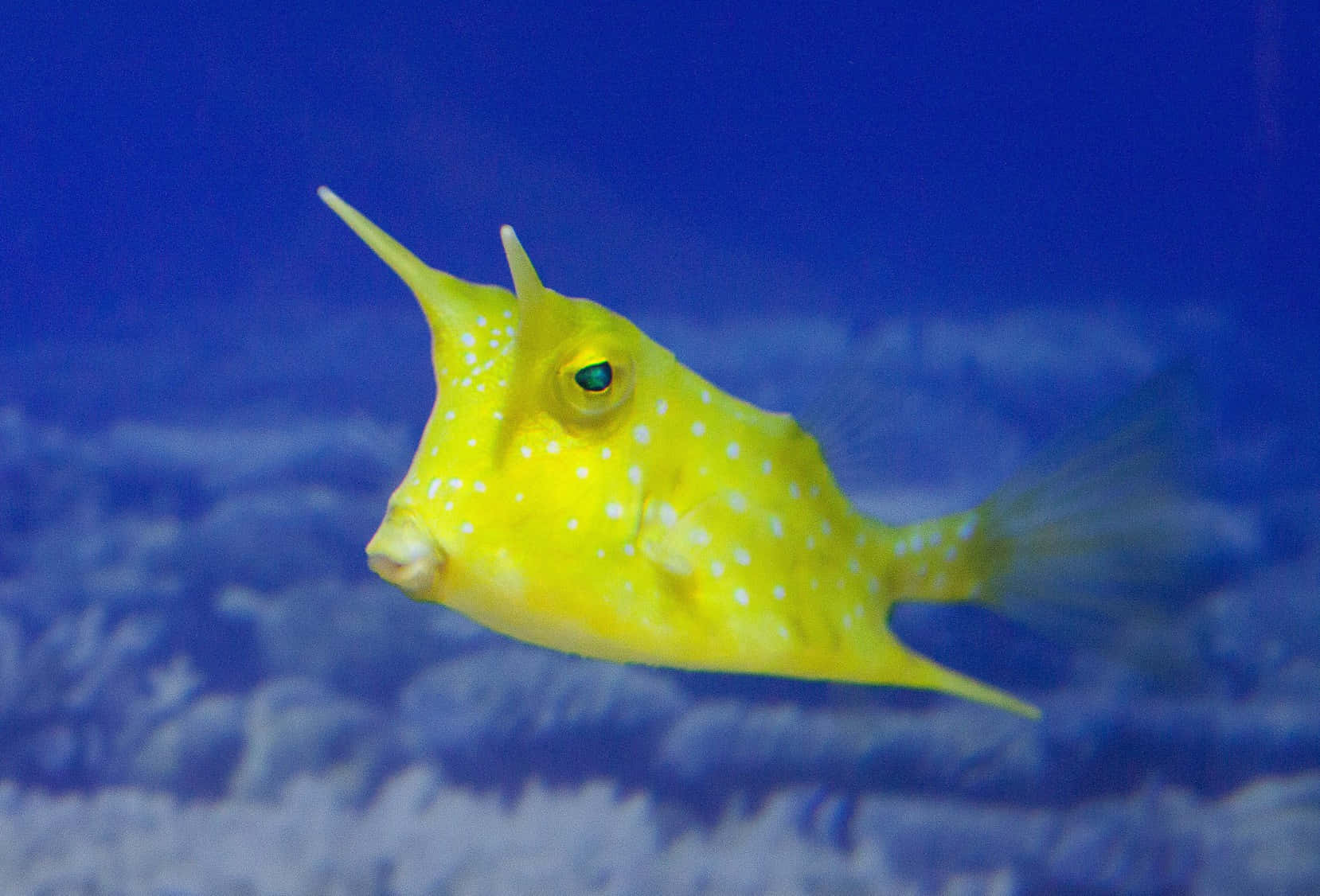 Serene Underwater Life - Majestic Cowfish Swimming In Crystal Clear Waters Wallpaper