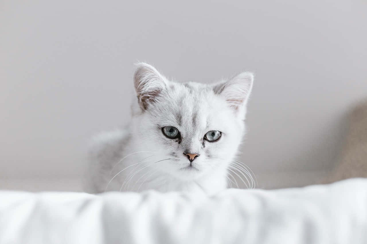 Serene White Cat Resting Wallpaper