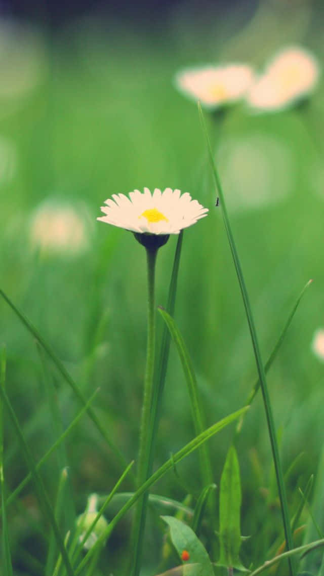 Serene Wildflower Meadow Landscape Wallpaper