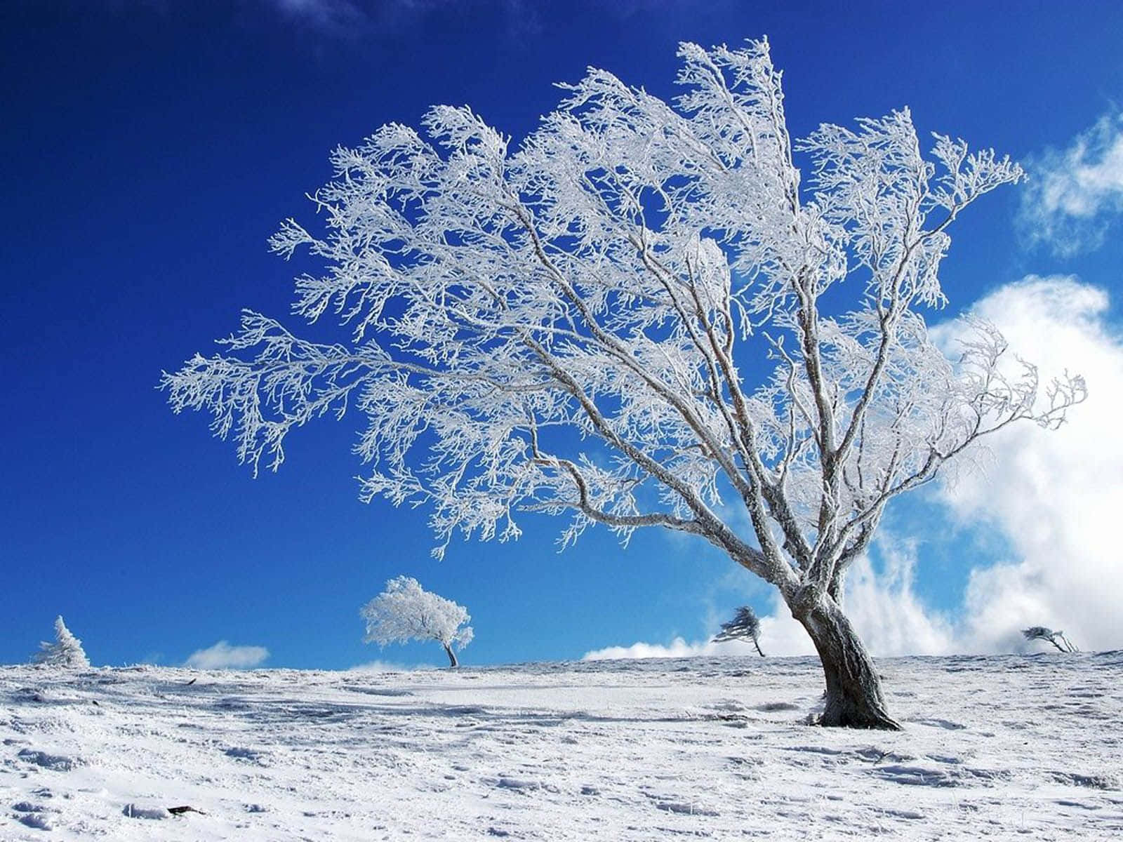 Serene Winter Landscape Wallpaper