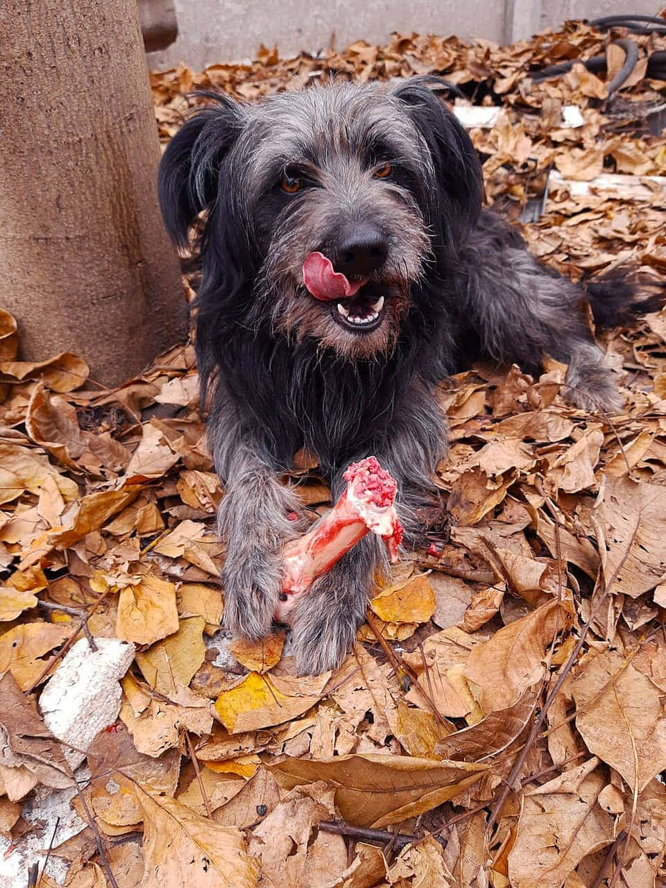 Shaggy Dog With Bone Treat Wallpaper