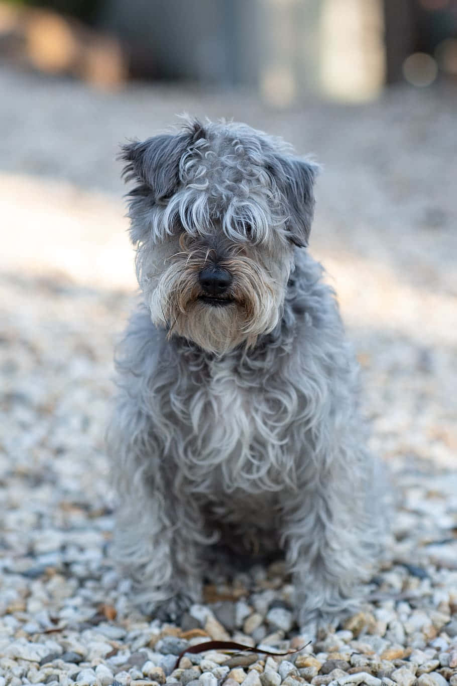 Shaggy Gray Dog Sittingon Pebbles.jpg Wallpaper