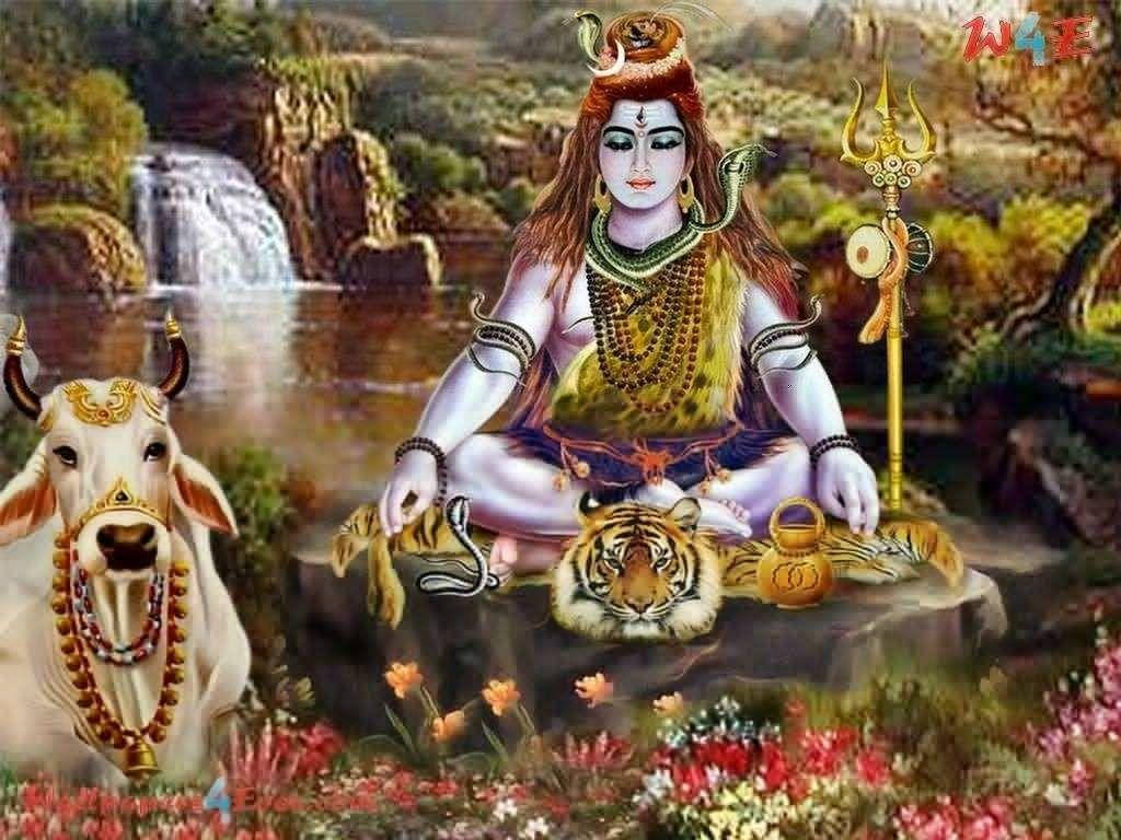 Shankar Bhagwan Shiva Sits With White Cow Wallpaper