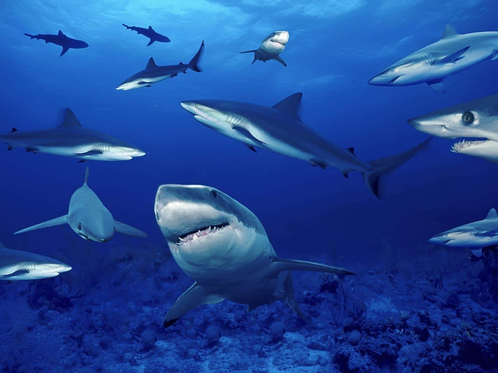 Sharks Predatorsofthe Deep Blue Wallpaper