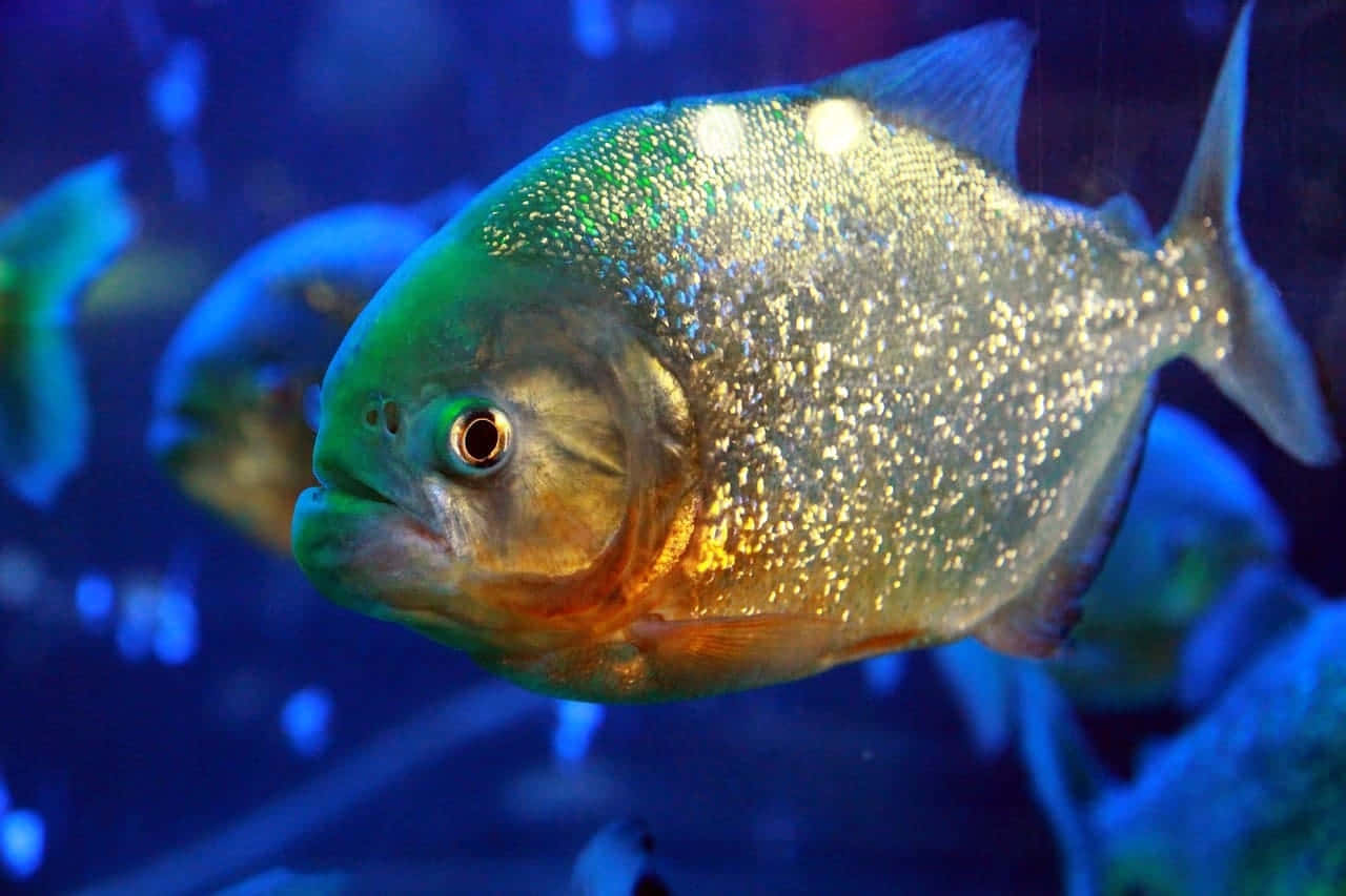 Shimmering Piranha Underwater Wallpaper