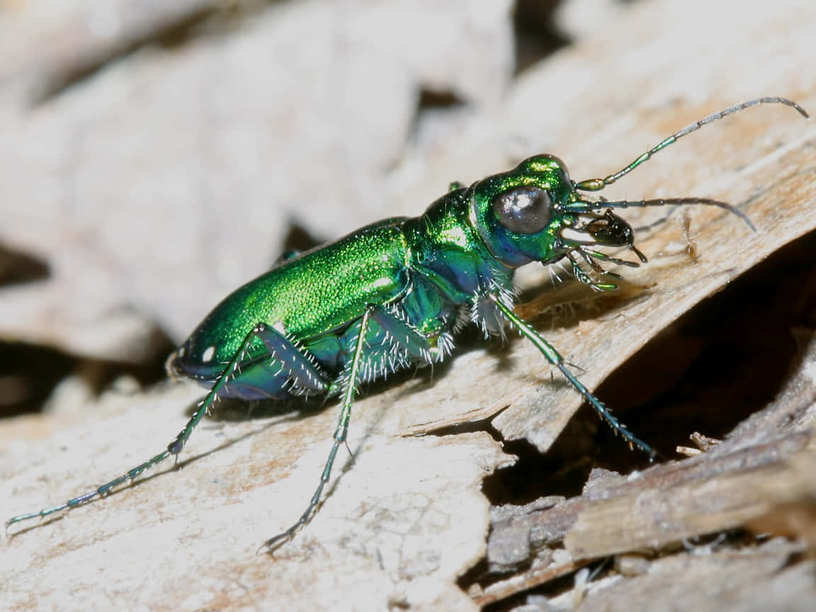 Shiny Green Blister Beetleon Wood Wallpaper