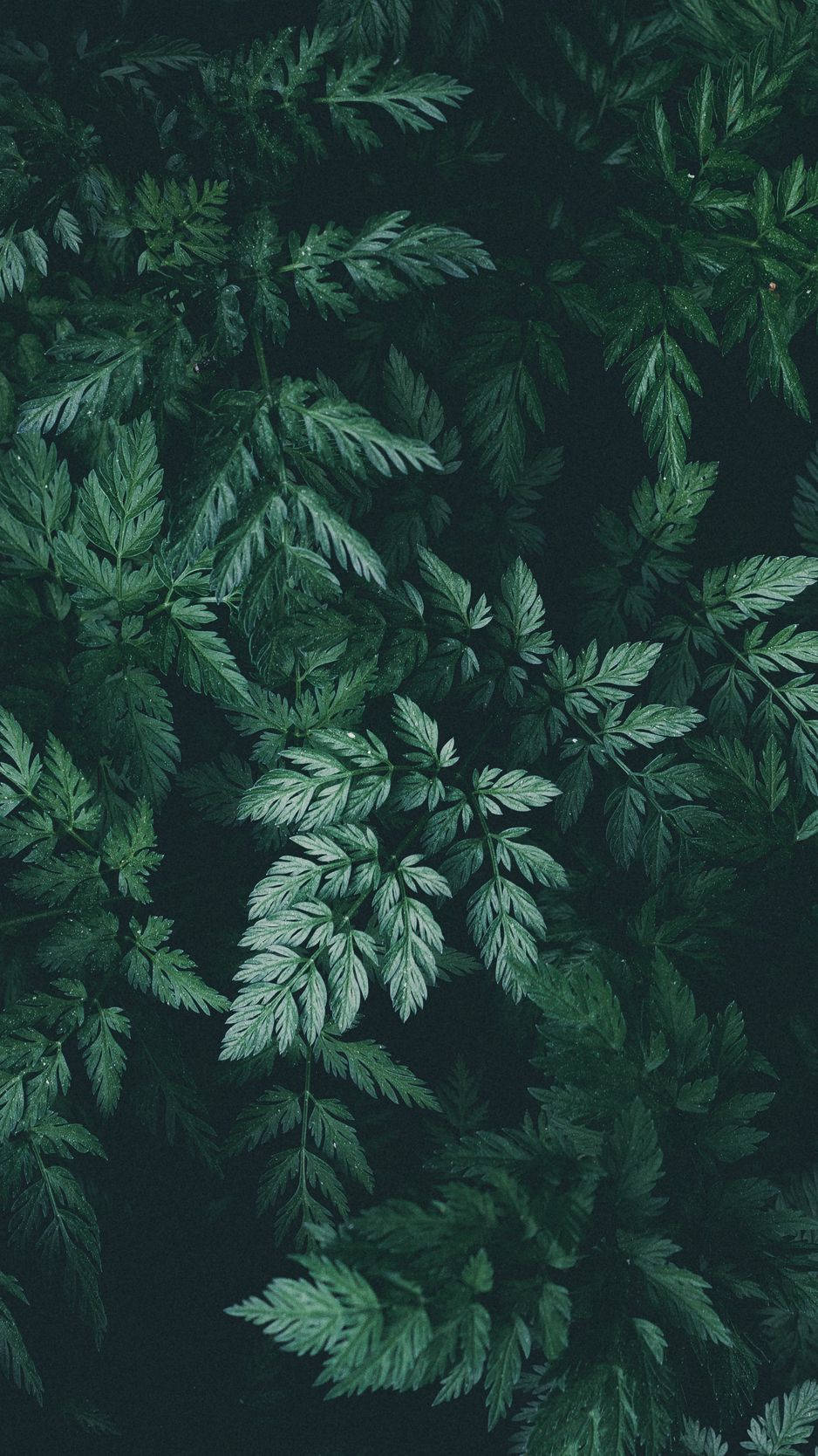 Show Your Unique Style With This Beautiful Nature-inspired Plant Iphone Wallpaper. Wallpaper