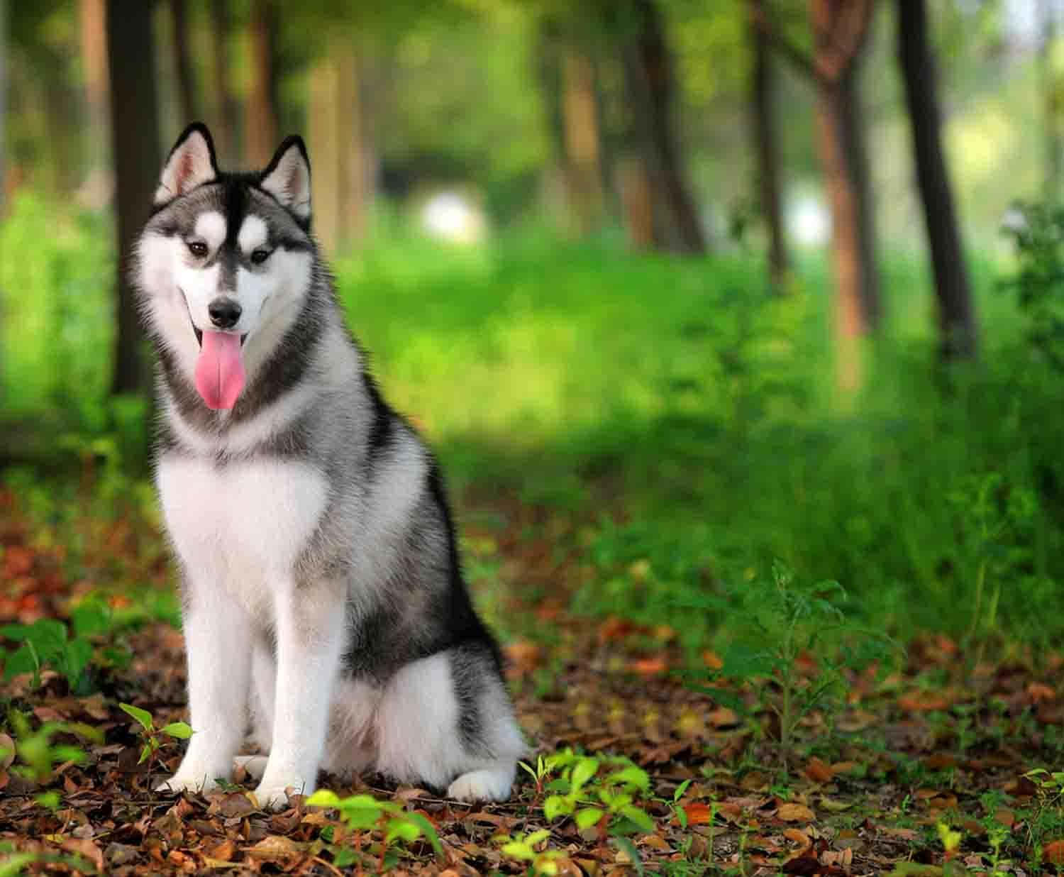 Siberian Husky Dog In The Forest Wallpaper