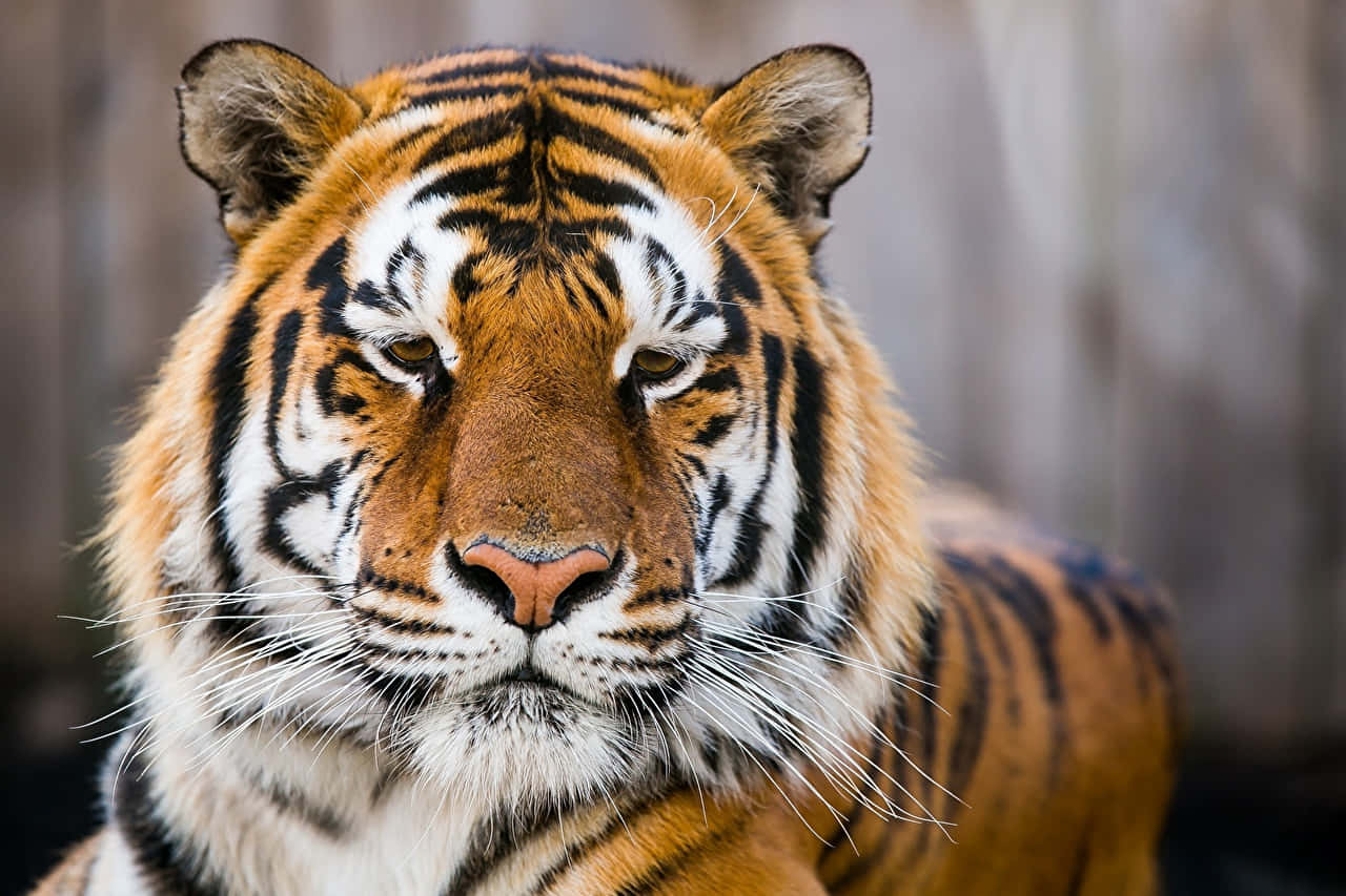 Siberian Tiger Portrait Wallpaper