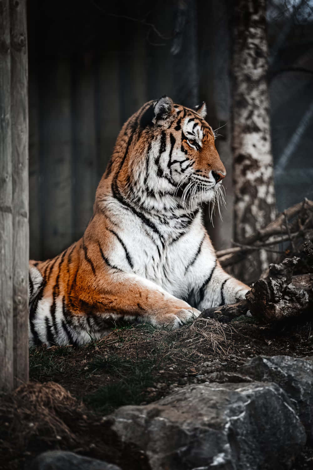 Siberian_ Tiger_ Resting_ Beside_ Tree Wallpaper