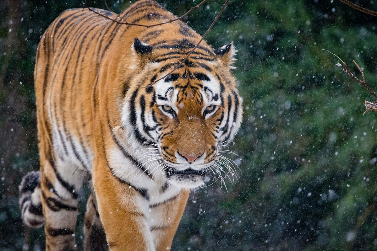 Siberian Tigerin Snowfall.jpg Wallpaper