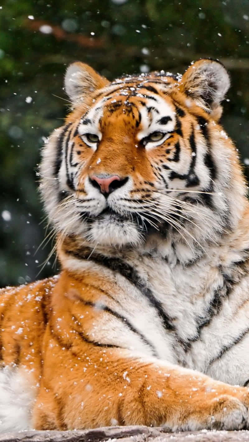 Siberian Tigerin Snowfall Wallpaper