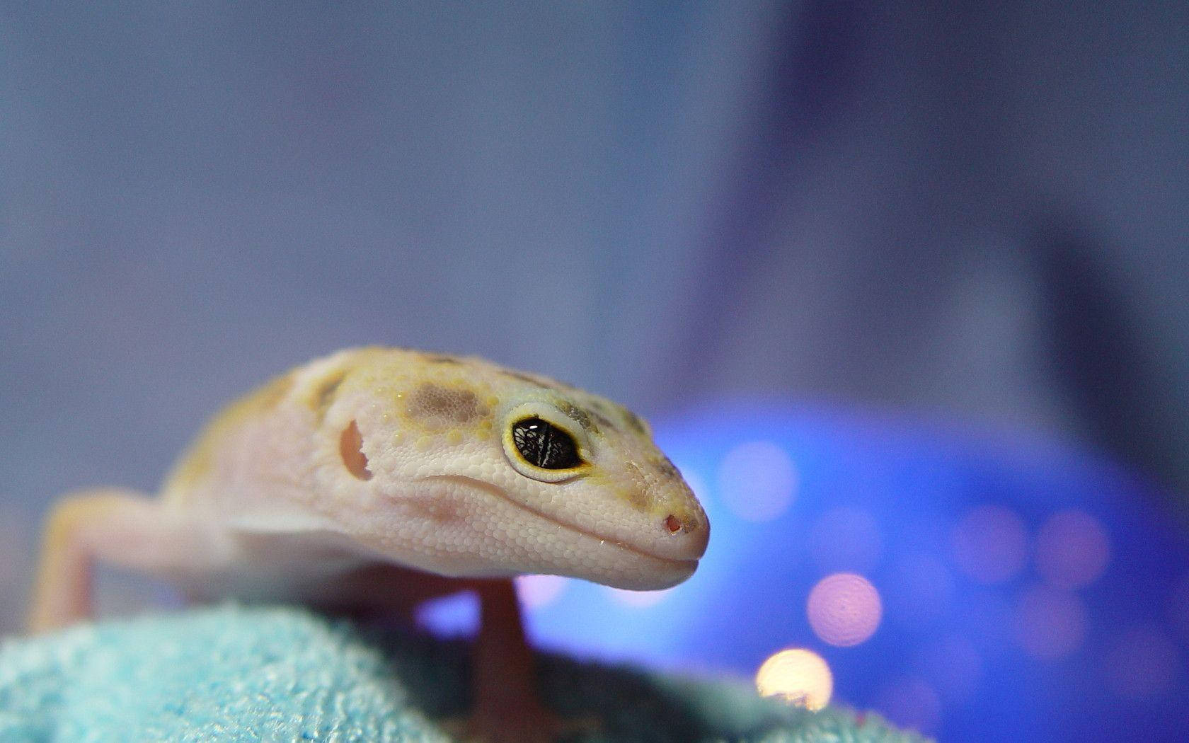 Side View Leopard Gecko Wallpaper