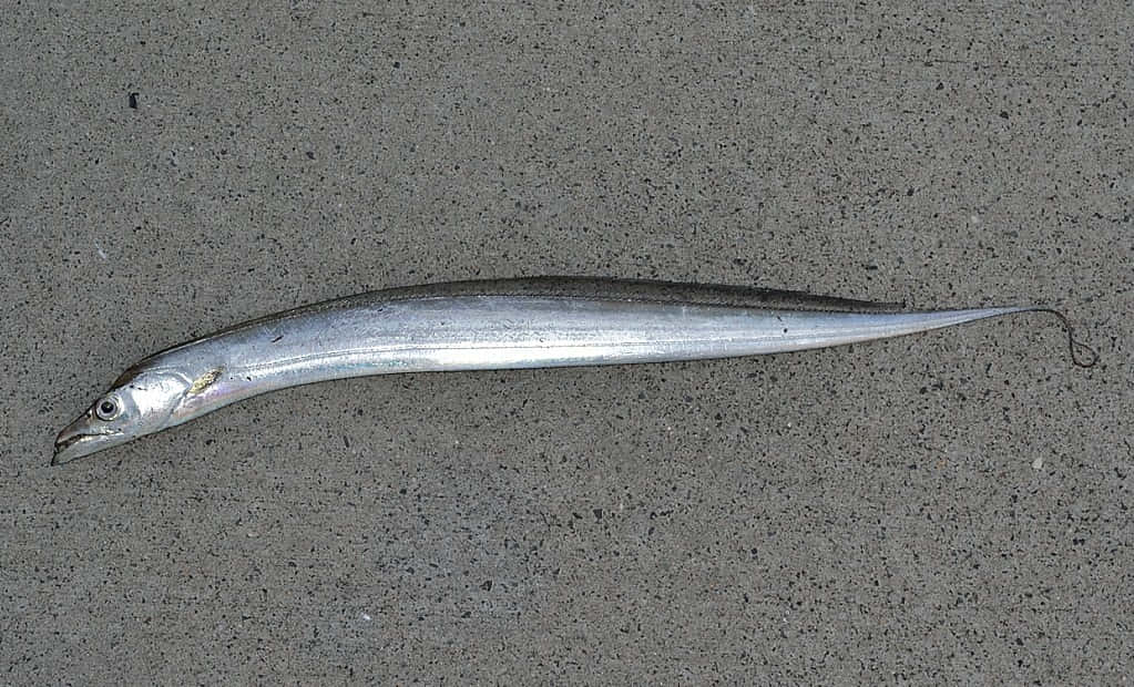 Silver Cutlassfishon Concrete Wallpaper