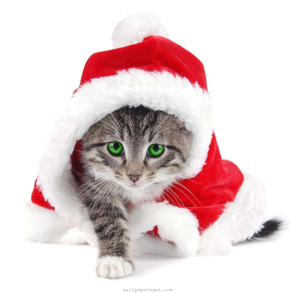 Simple Christmas Santa Kitten Ipad Wallpaper