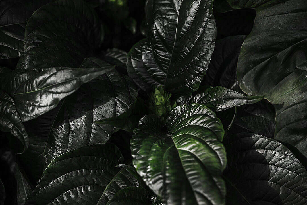 Simple Dark Aesthetic Plant Leaves Wallpaper