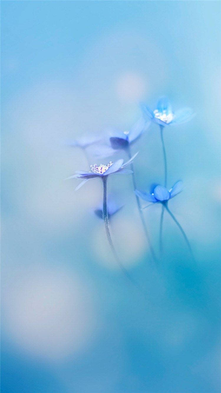 Simple Hd Blue Flowers Wallpaper