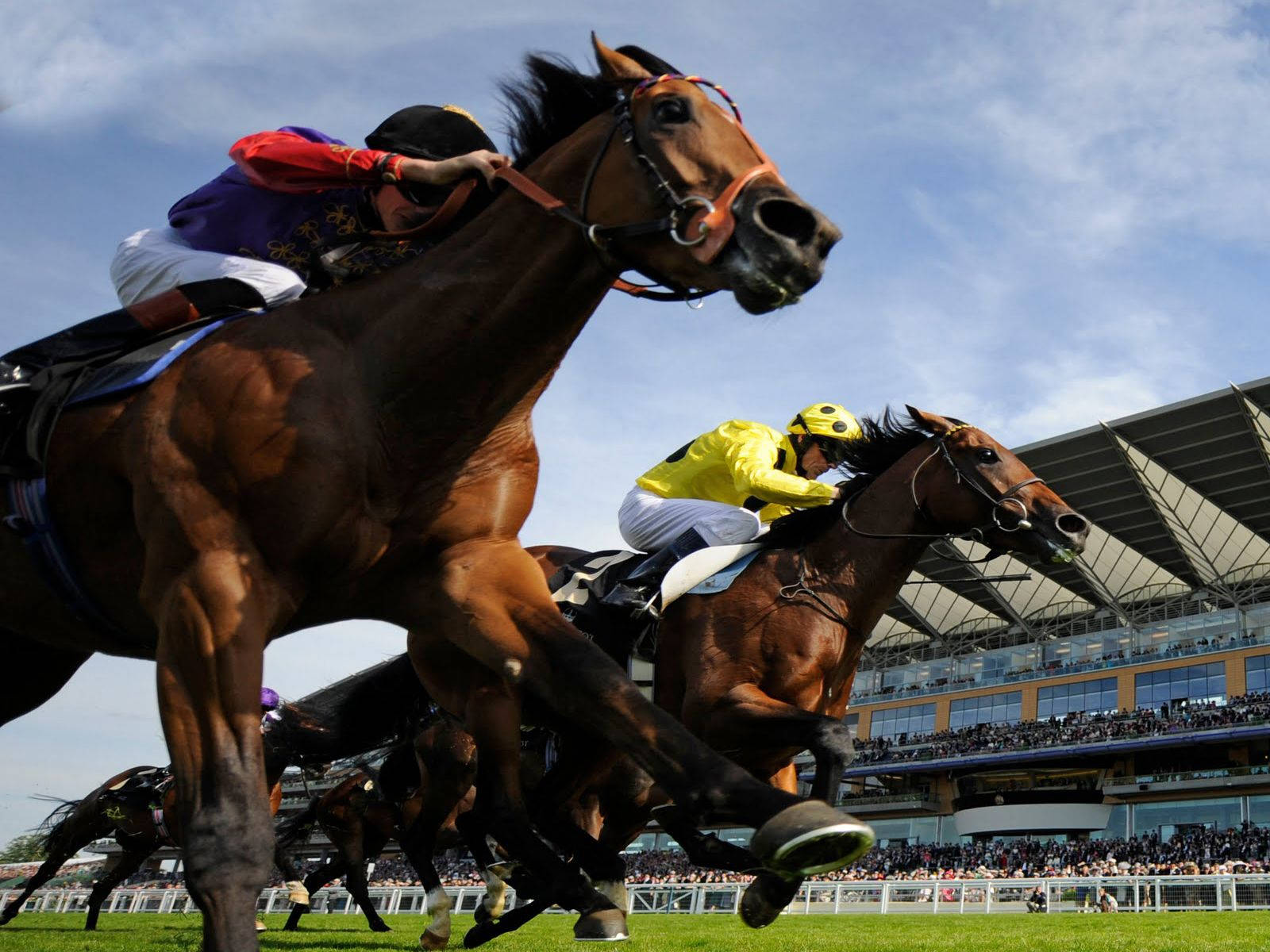 Simultaneous Riders In A Horse Racing Wallpaper