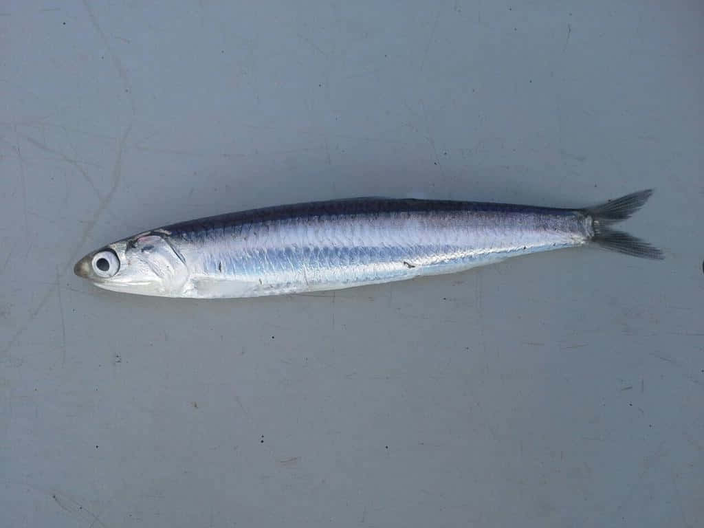 Single Anchovyon Gray Background.jpg Wallpaper