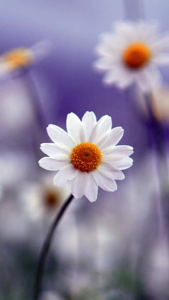 Single Blooming Spring Daisy Iphone Wallpaper