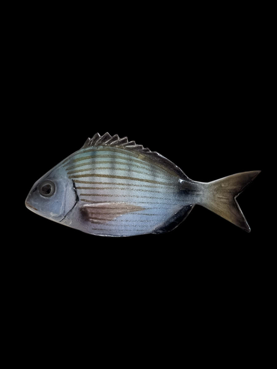 Single Bream Black Background Wallpaper