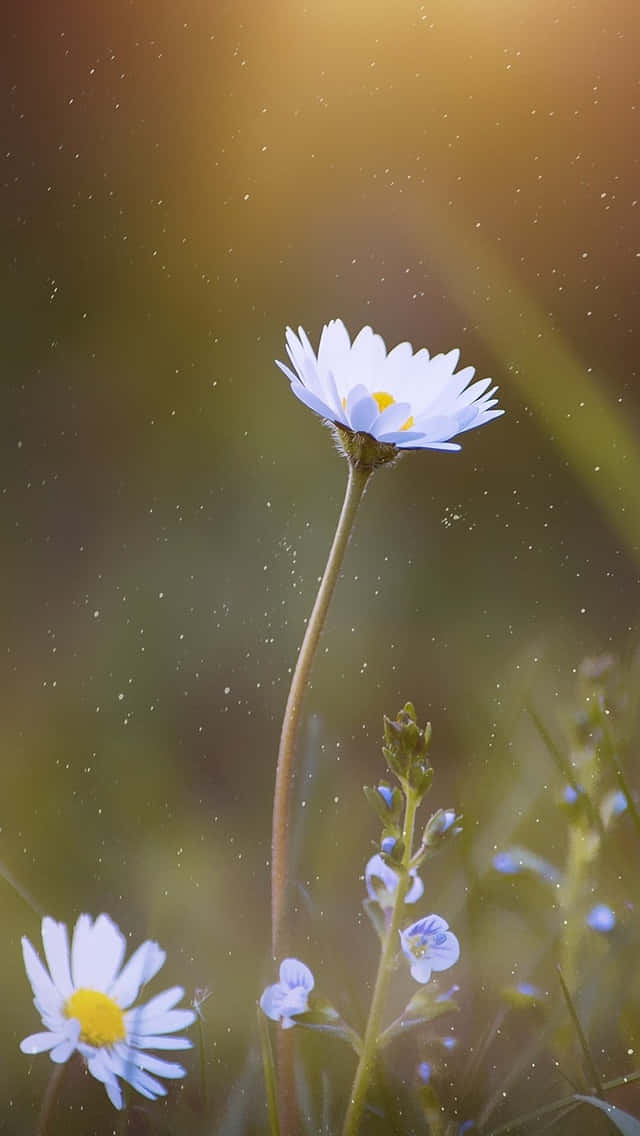 Single Spring Daisy Iphone Wallpaper