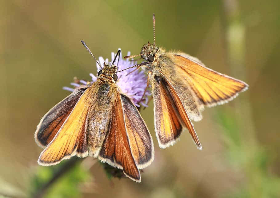 Skipper Butterflieson Flower Wallpaper