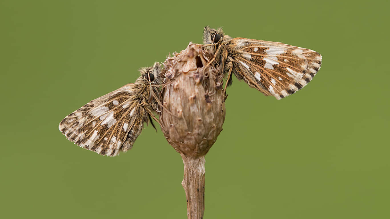 Skipper Butterflieson Plant Stalk Wallpaper